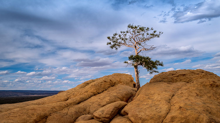 Einsamer und einziger Baum inmitten einer Felsformation